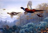 Pheasants in Flight by Archibald Thorburn